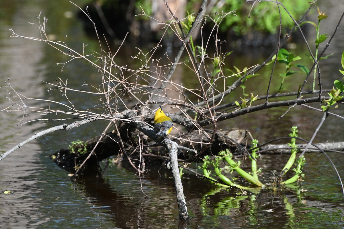 Prothonotary Warbler - ML617891405