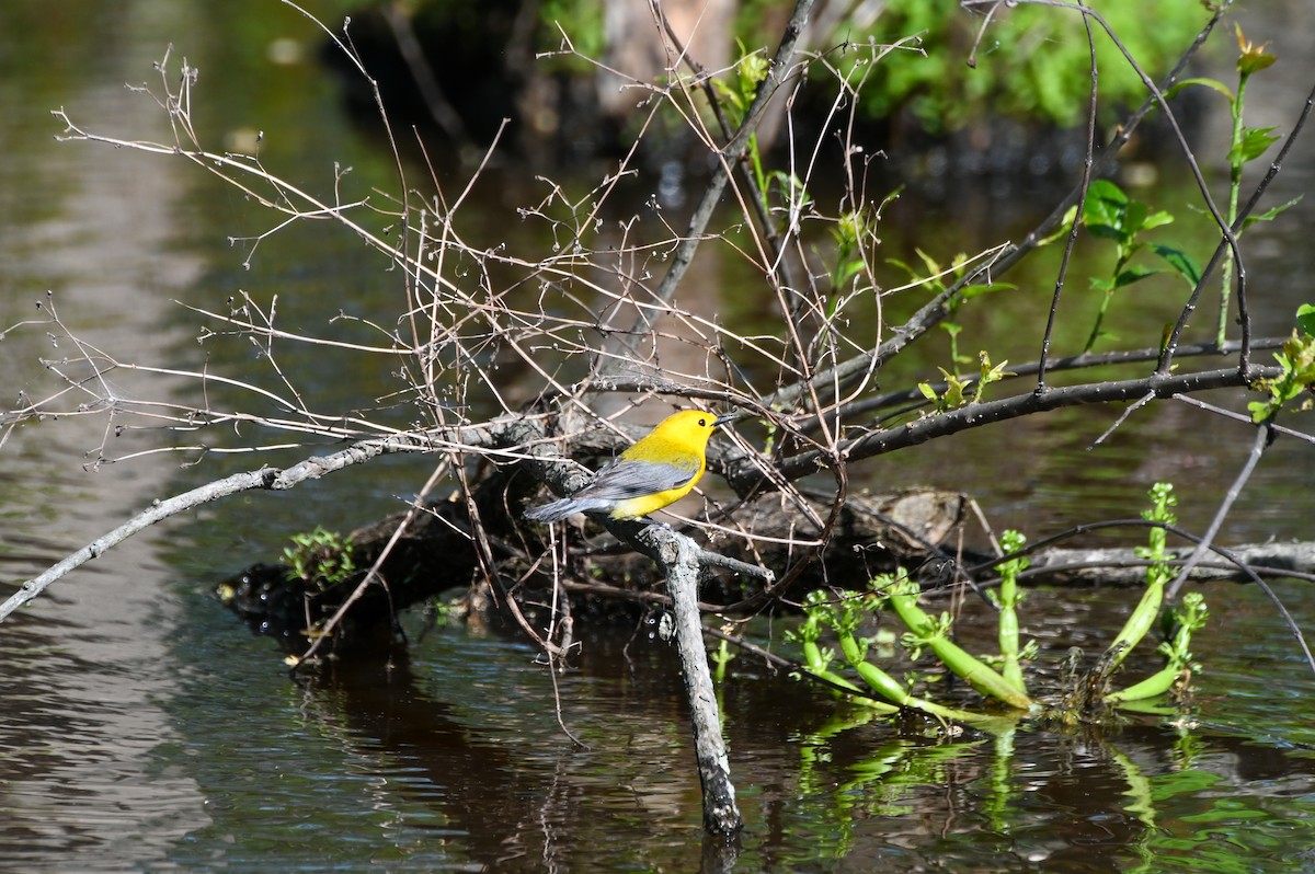 Prothonotary Warbler - ML617891406