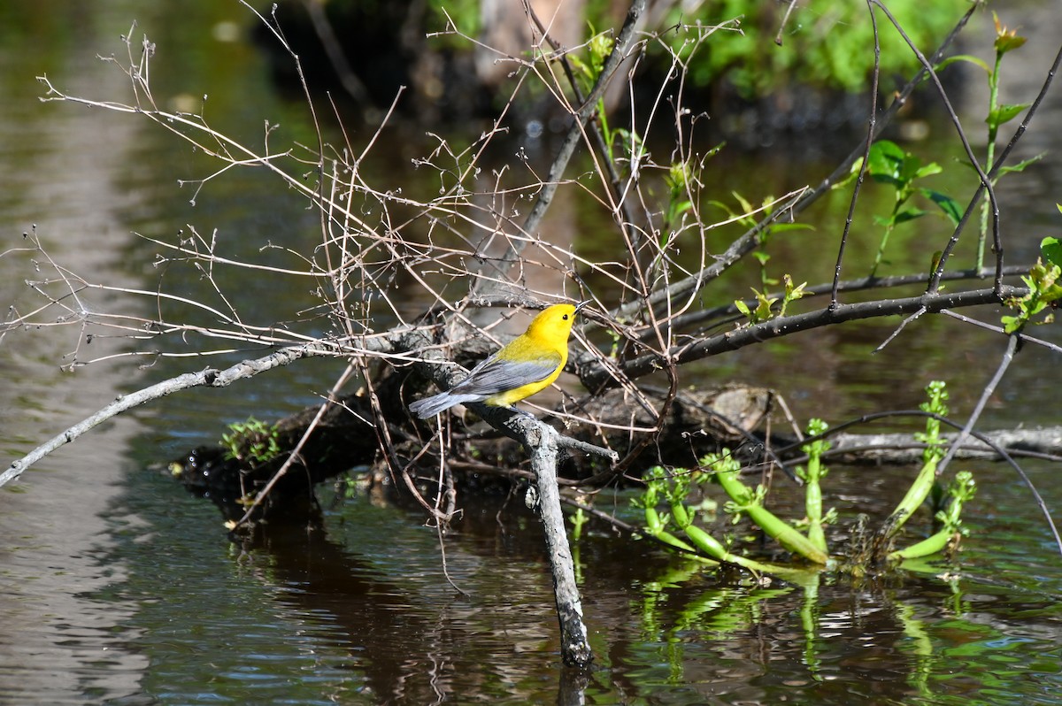 Prothonotary Warbler - ML617891407