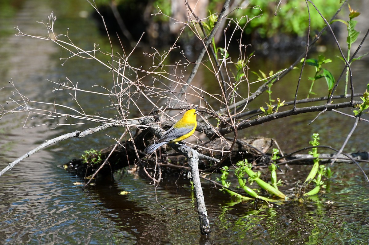Prothonotary Warbler - ML617891408