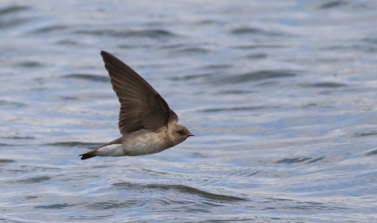 Northern Rough-winged Swallow - Dennis Oehmke