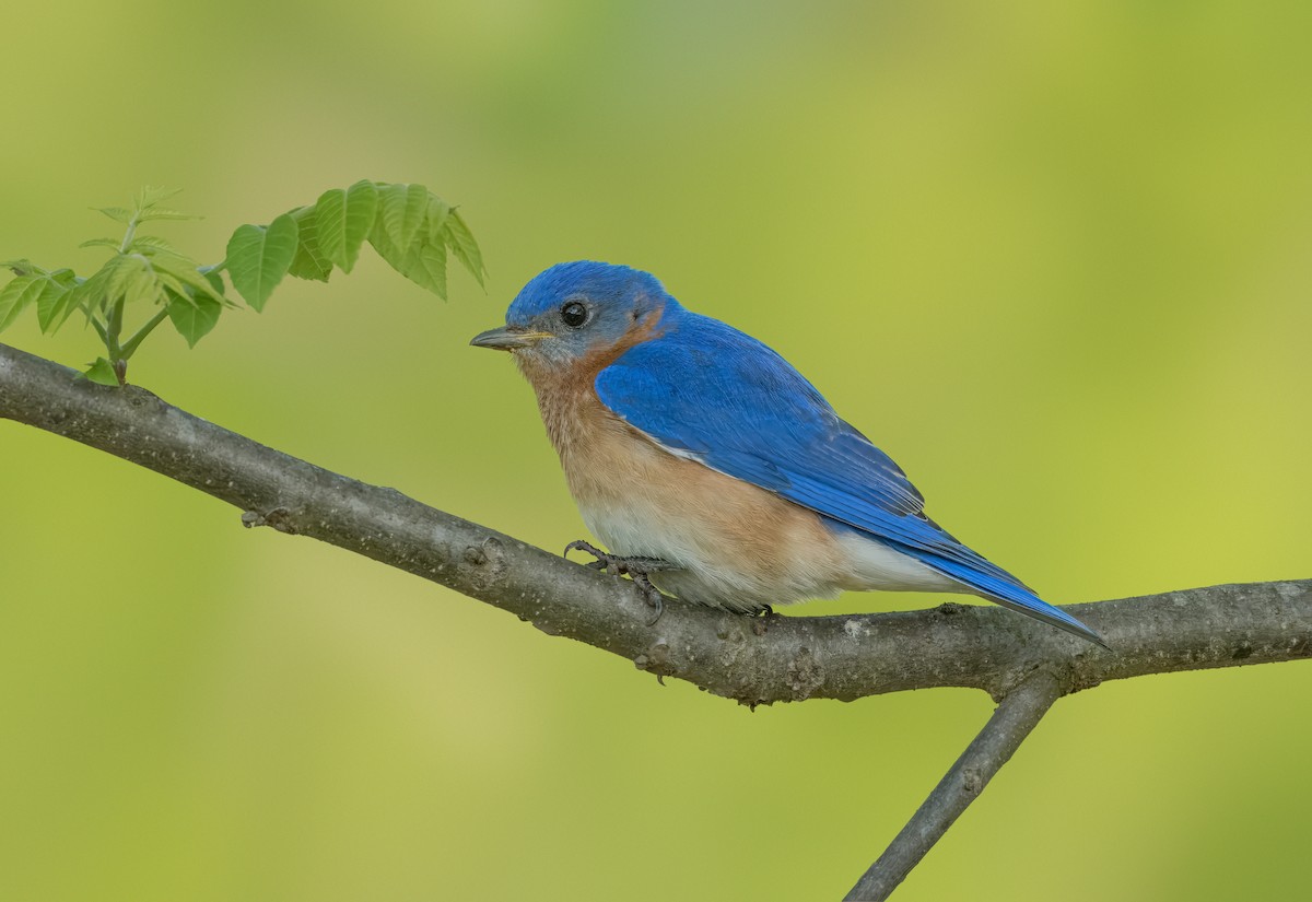 Eastern Bluebird - Pramod Prabhu