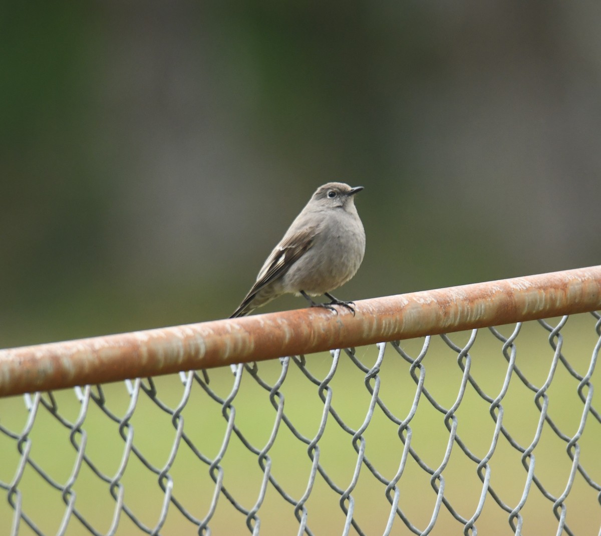 Townsend's Solitaire - ML617891498