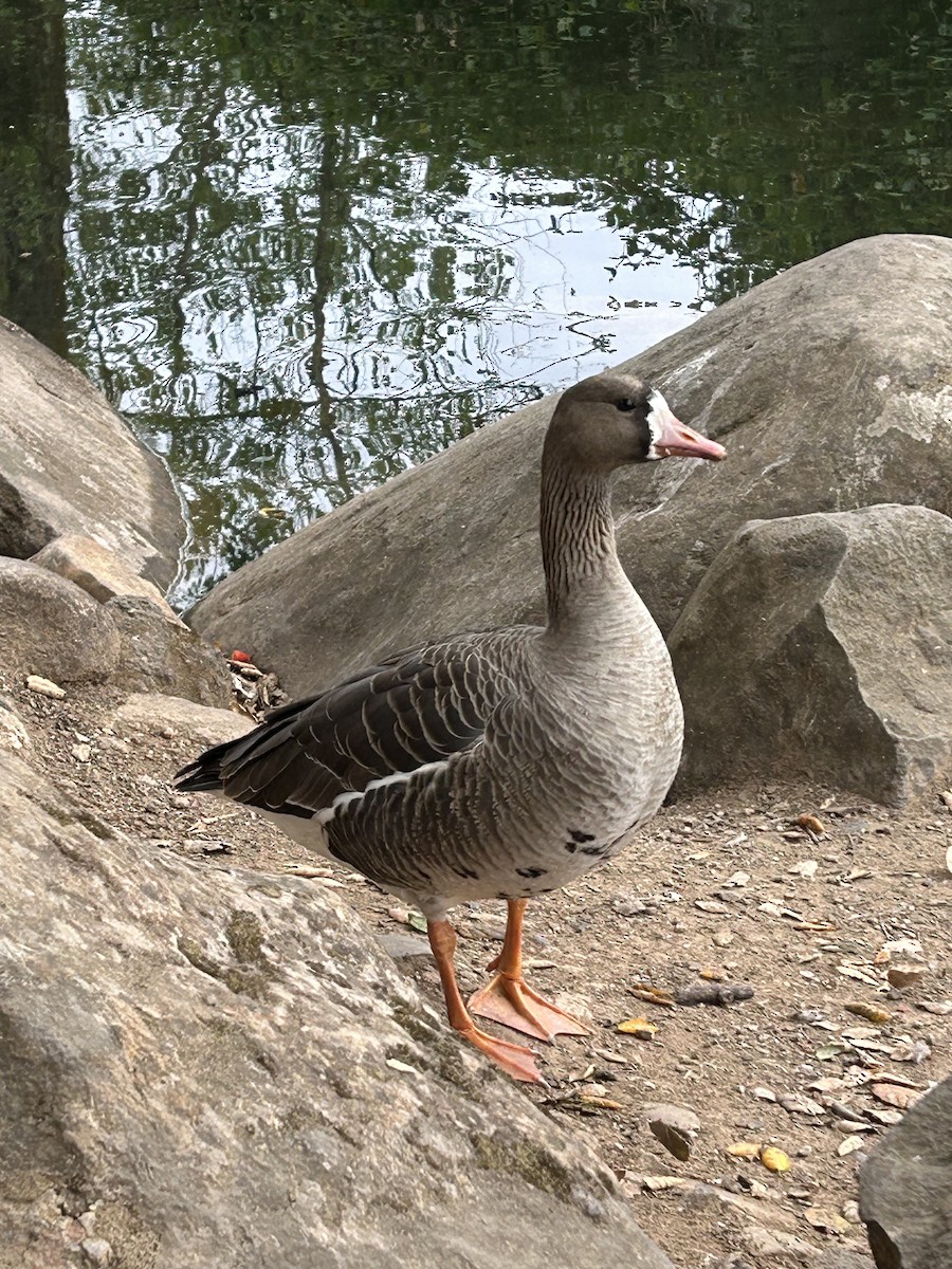 Greater White-fronted Goose - ML617891520