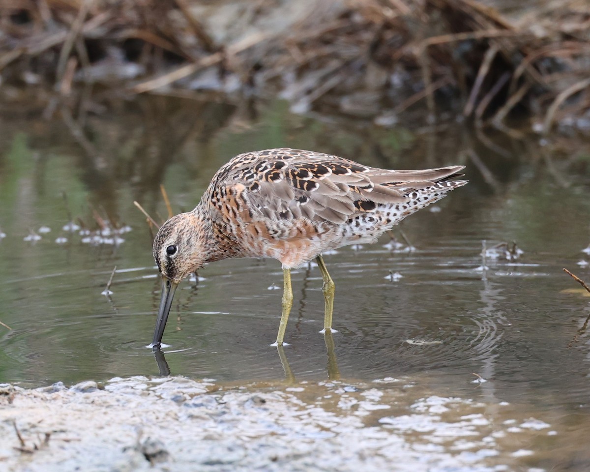 Long-billed Dowitcher - ML617891525