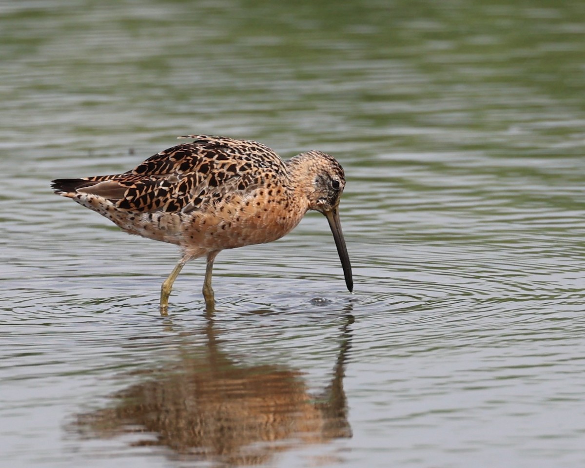 Long-billed Dowitcher - ML617891533