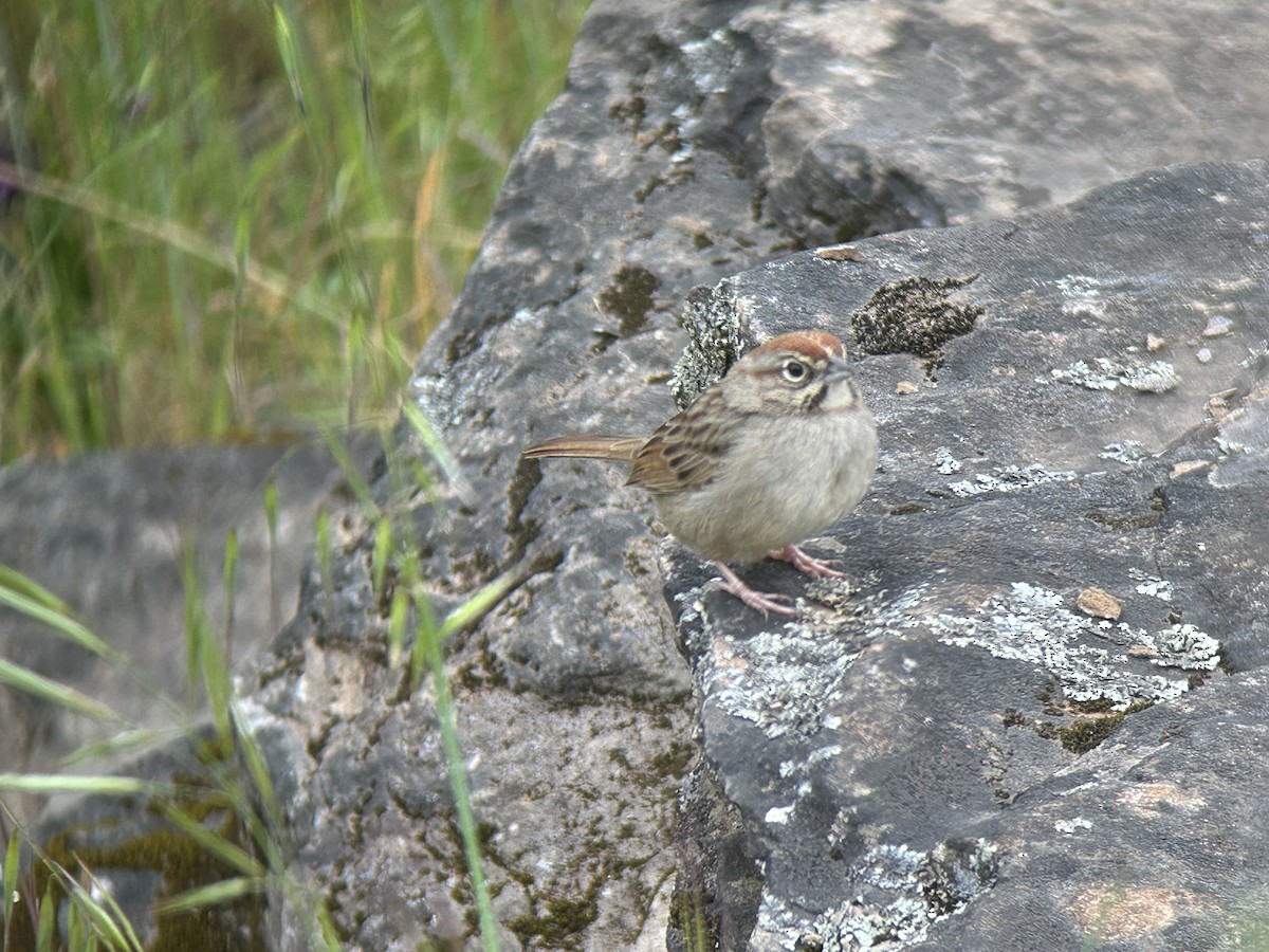 Rufous-crowned Sparrow - ML617891536