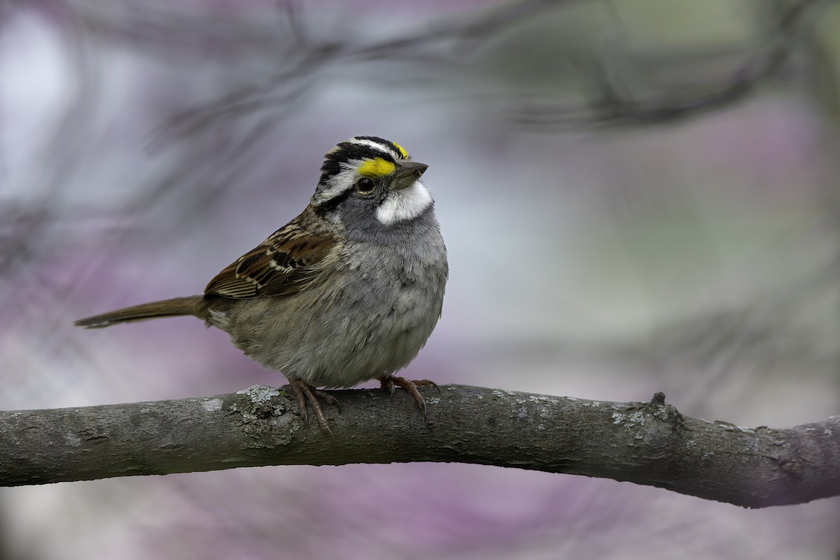 White-throated Sparrow - ML617891547