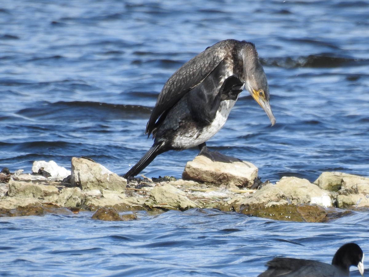 Great Cormorant - david lawrence