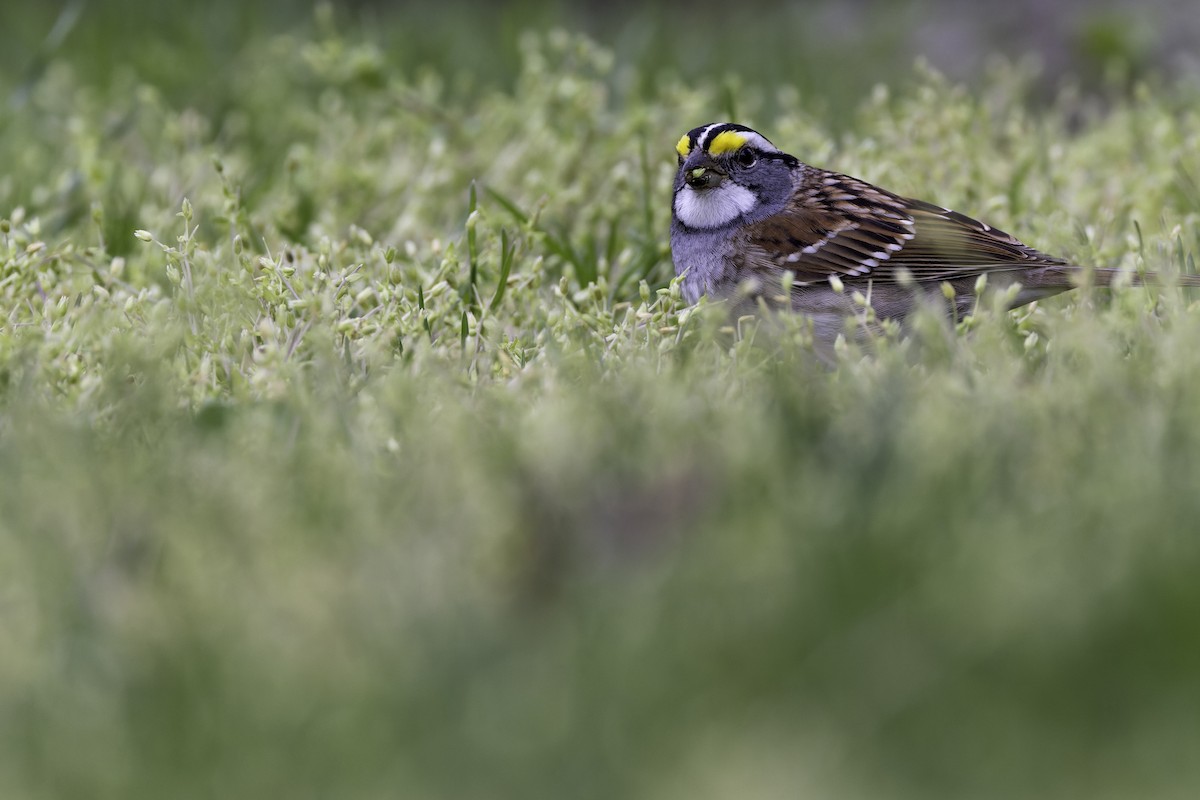 White-throated Sparrow - ML617891549