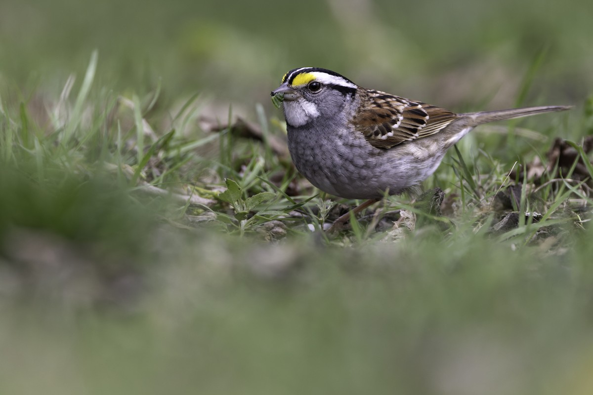 White-throated Sparrow - Seth Konner