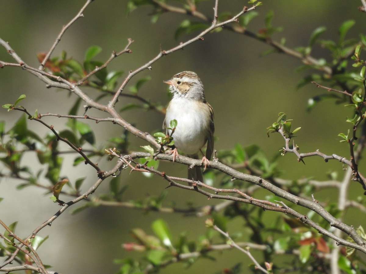 Clay-colored Sparrow - ML617891566