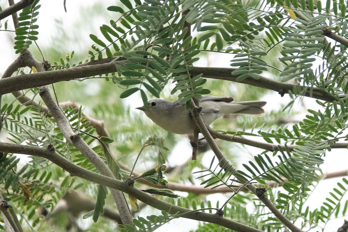 Lucy's Warbler - ML617891580