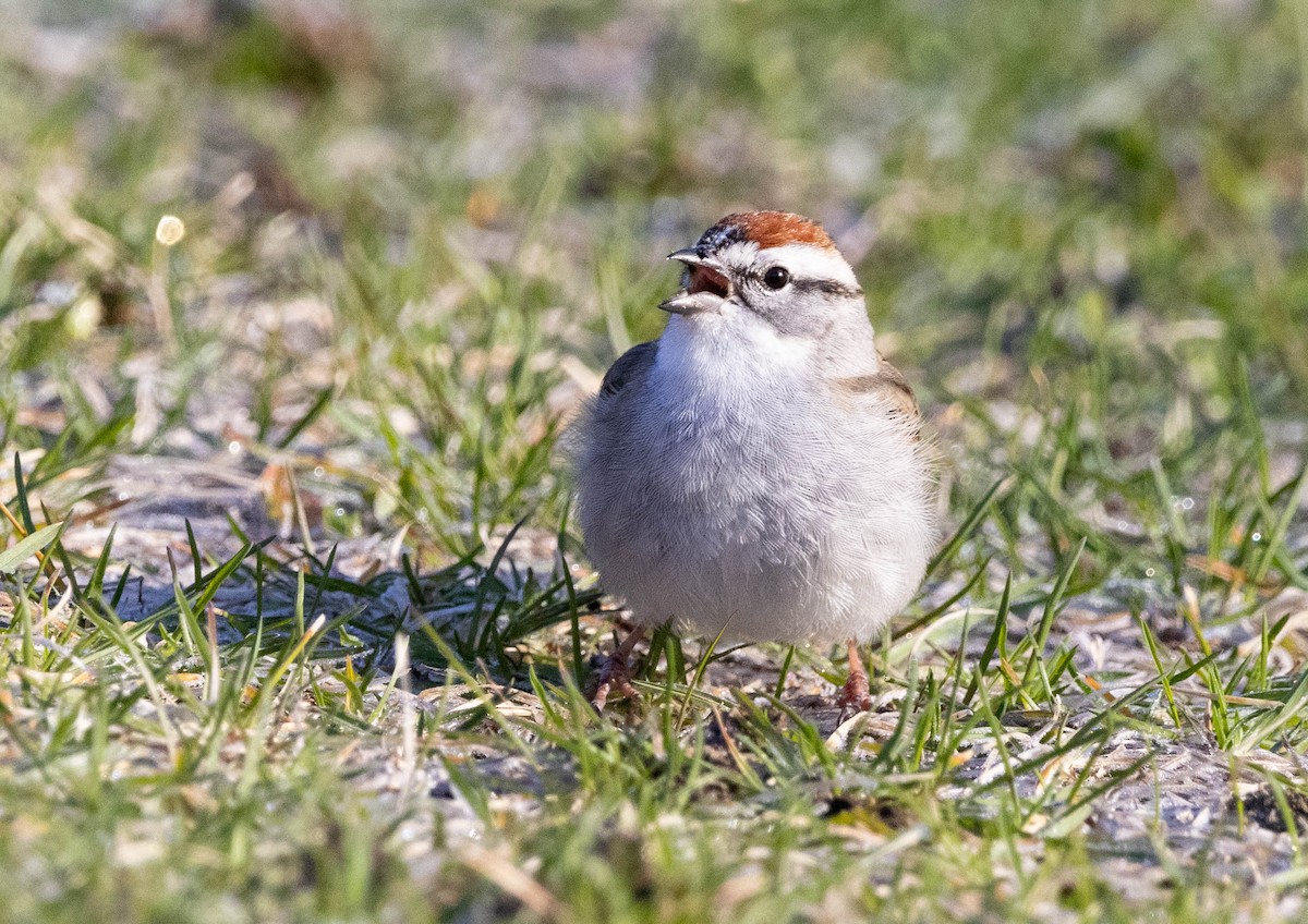 Chipping Sparrow - ML617891581