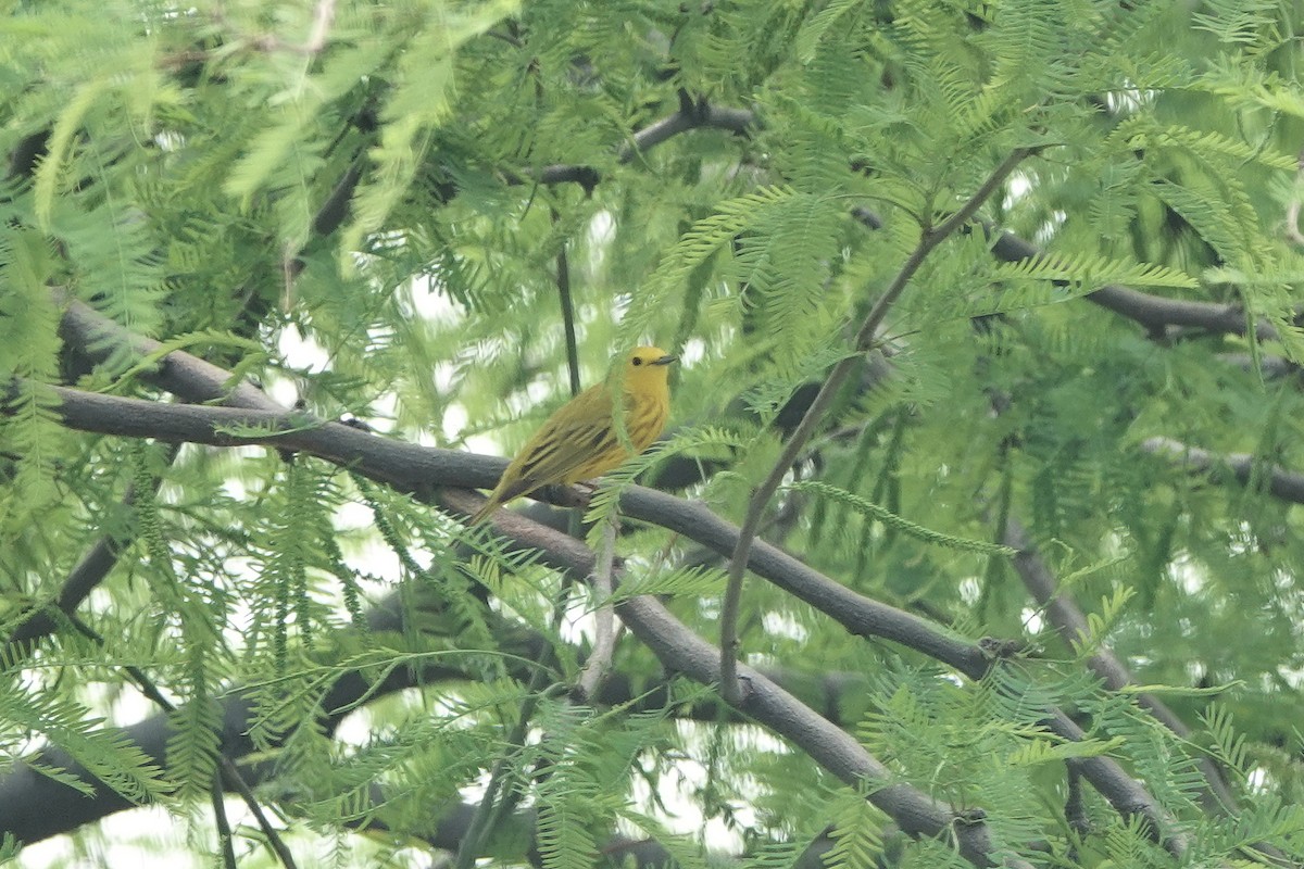 Yellow Warbler (Northern) - ML617891603