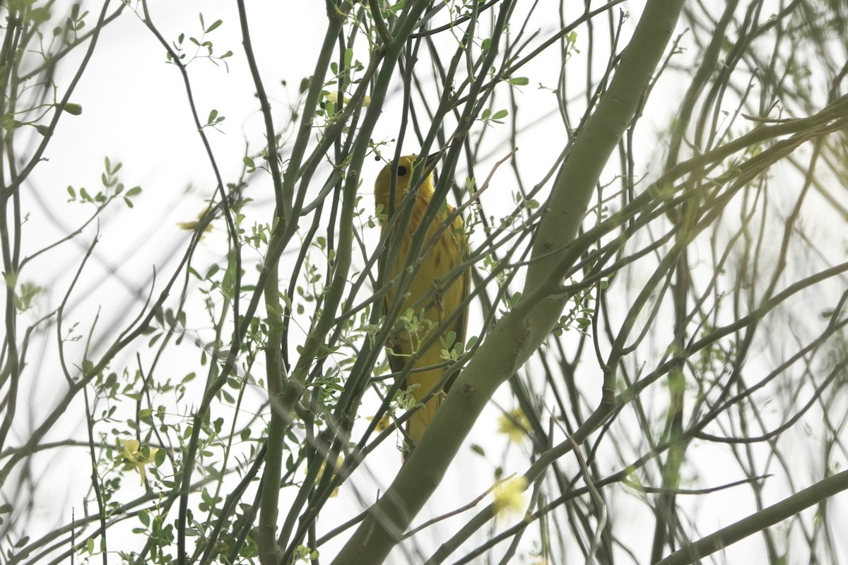 Yellow Warbler (Northern) - ML617891604