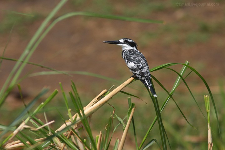 Pied Kingfisher - Andrey Mikhaylov