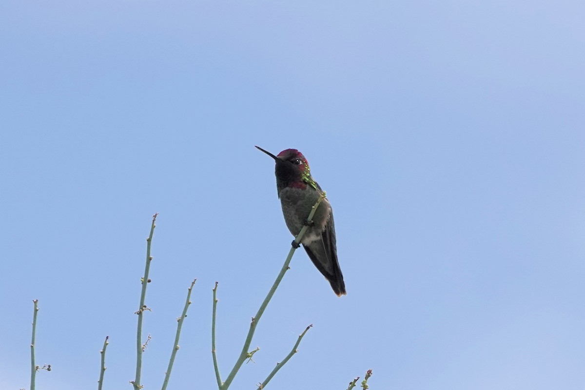 Anna's Hummingbird - ML617891669