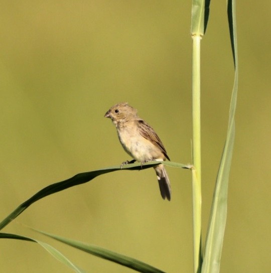 Double-collared Seedeater - ML617891674