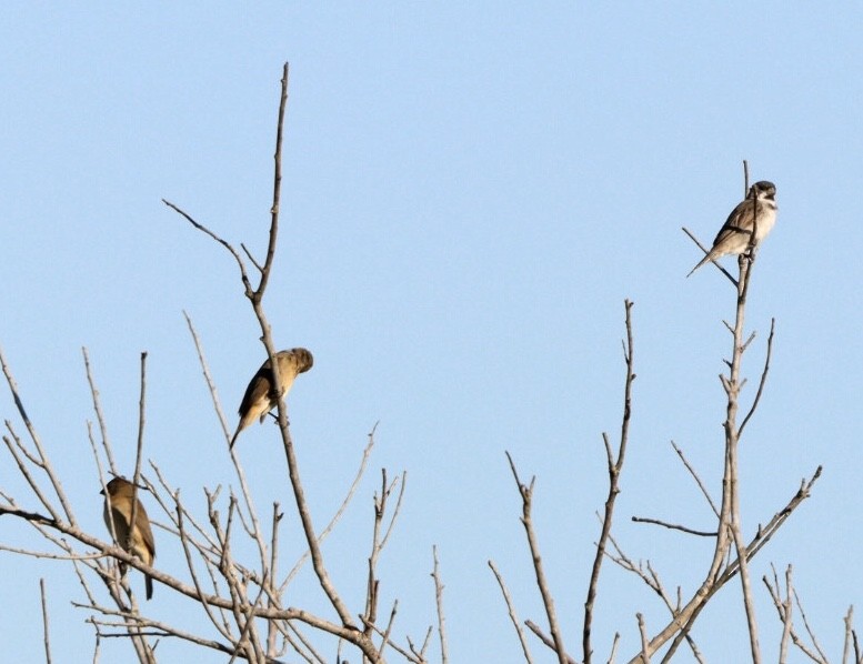 Double-collared Seedeater - ML617891677