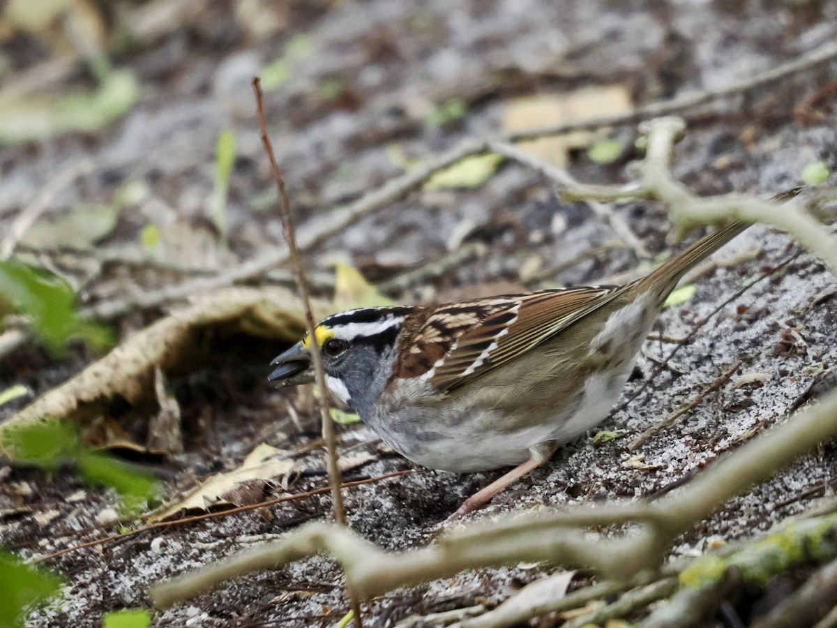 White-throated Sparrow - ML617891682