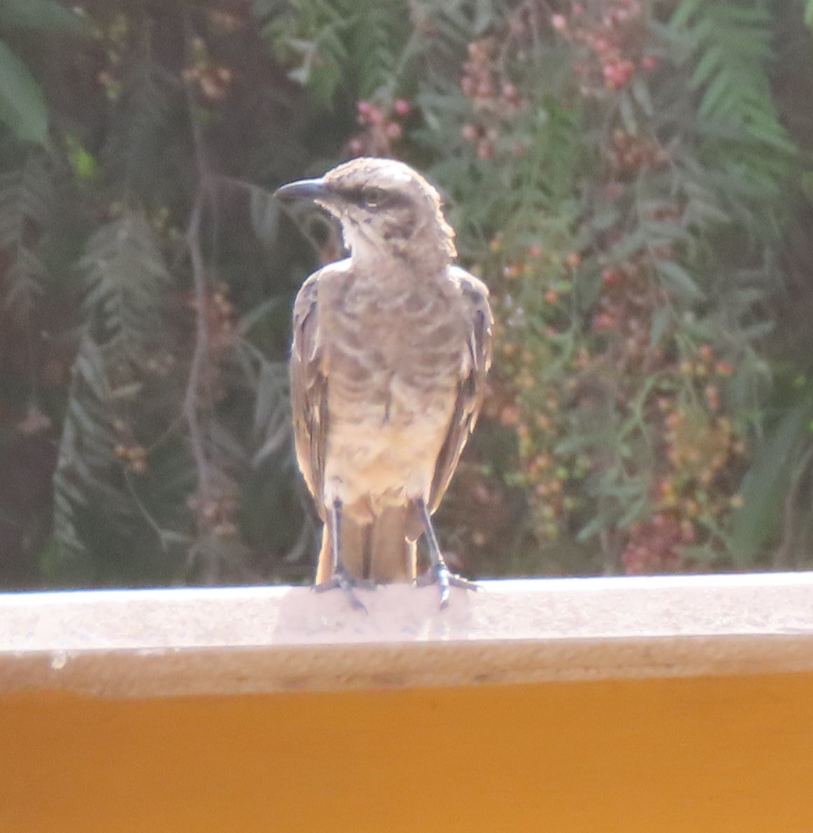 Long-tailed Mockingbird - ML617891693
