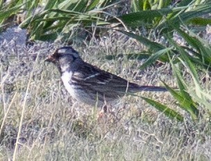 Harris's Sparrow - ML617891699