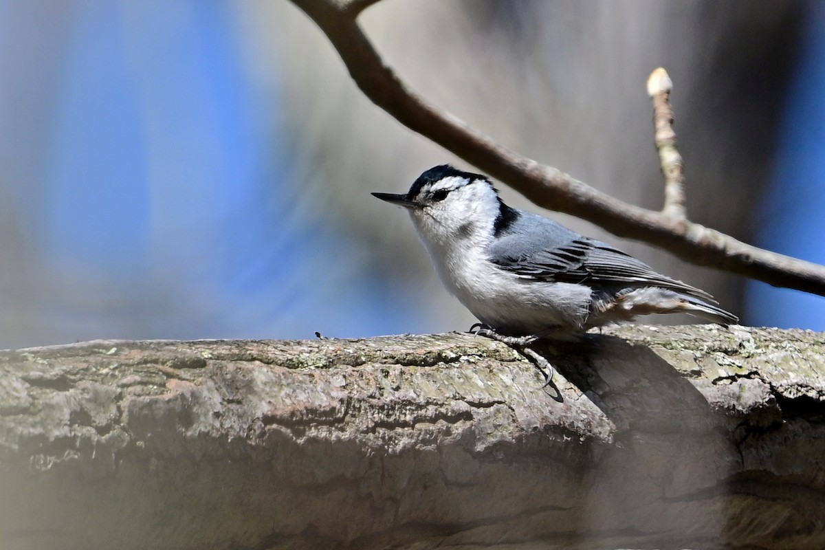 White-breasted Nuthatch - ML617891711