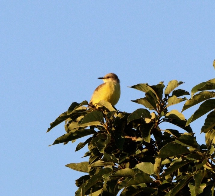 Tropical Kingbird - Rubélio Souza