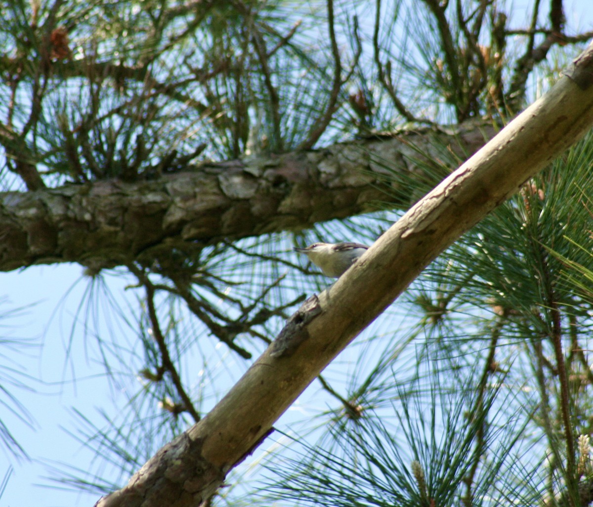 Brown-headed Nuthatch - ML617891865