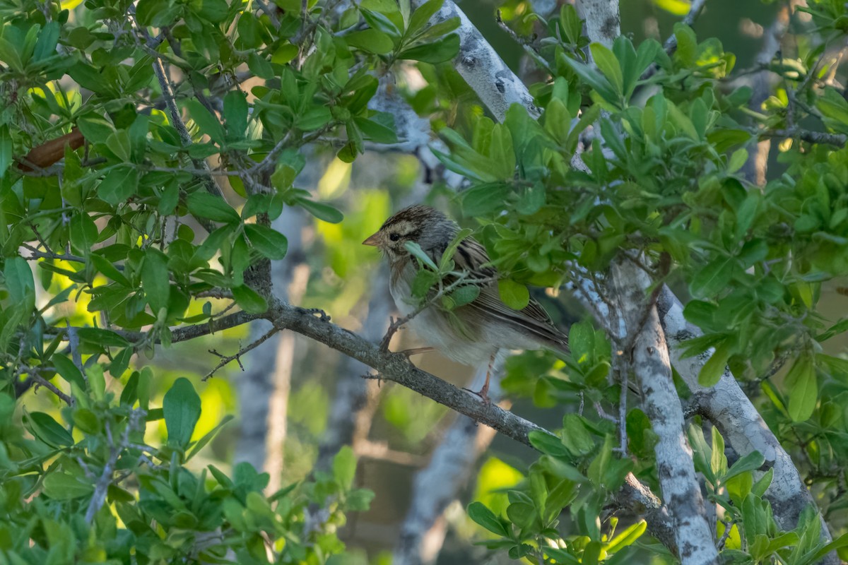 Clay-colored Sparrow - ML617891888