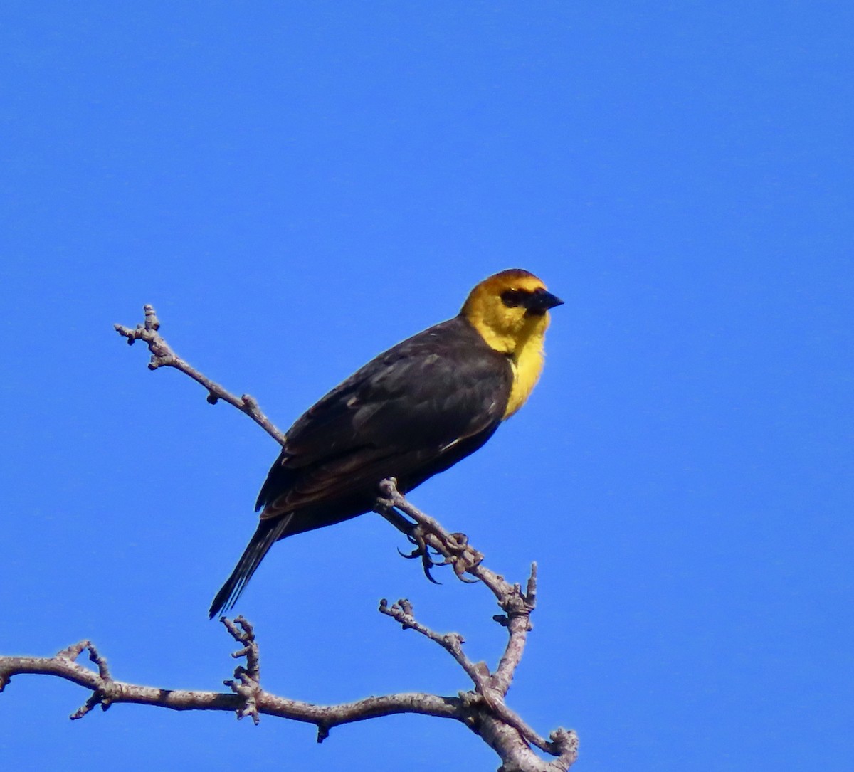 Yellow-headed Blackbird - ML617891924
