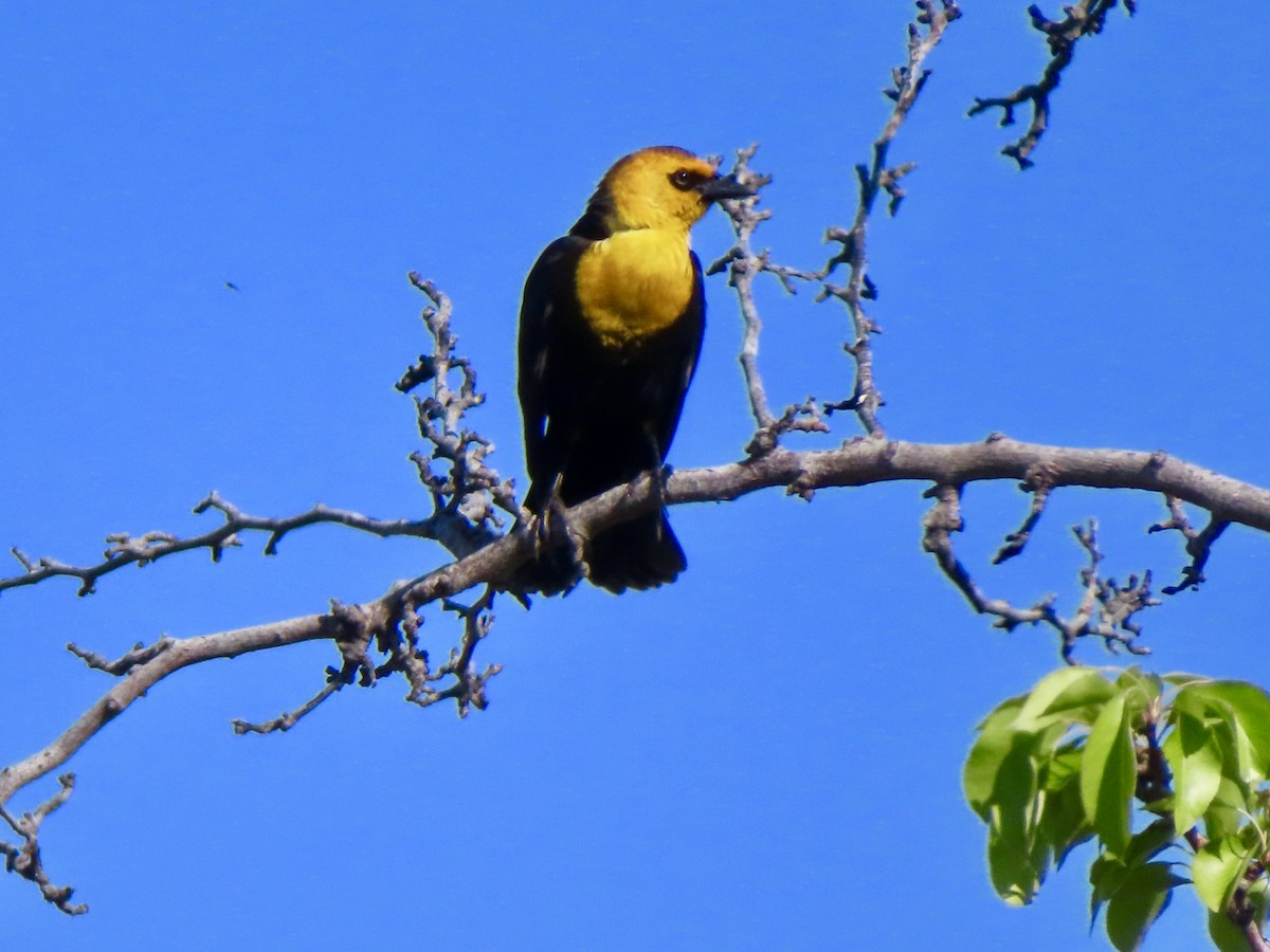 Yellow-headed Blackbird - ML617891925
