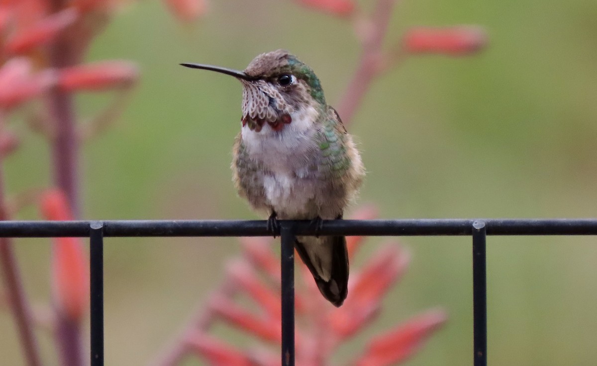 Broad-billed Hummingbird - ML617891931