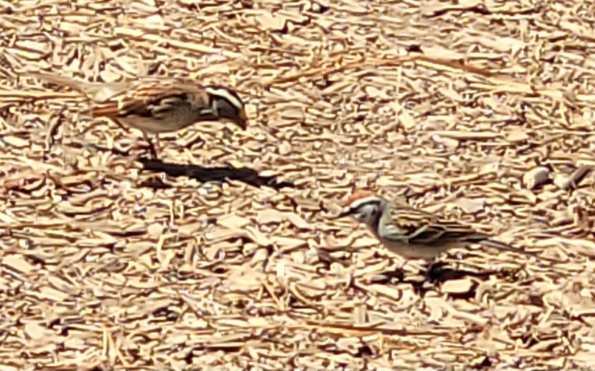 Chipping Sparrow - ML617891936