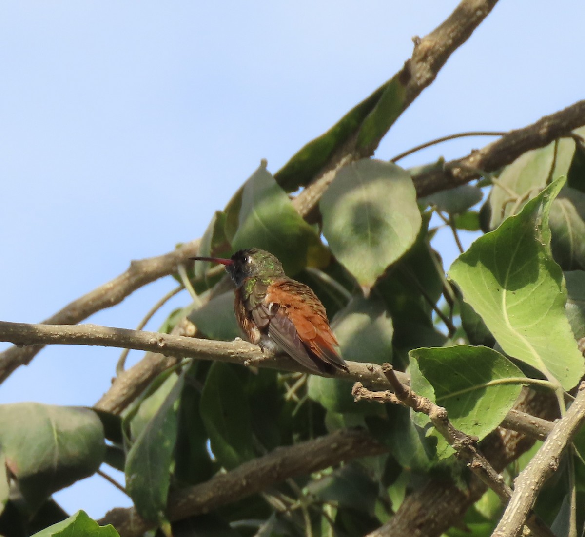 kolibřík Amazilin - ML617891957
