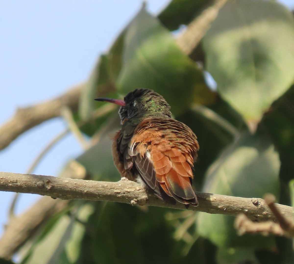 kolibřík Amazilin - ML617891958