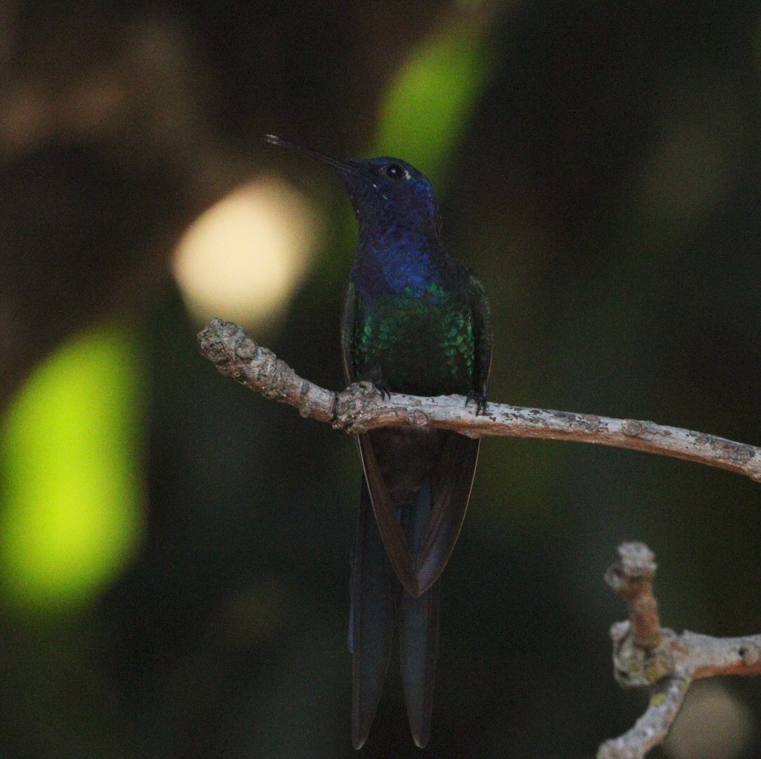 Swallow-tailed Hummingbird - ML617891969