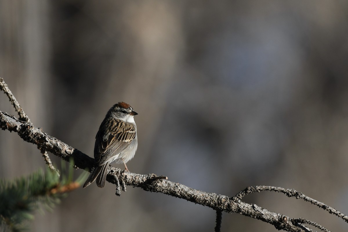 Chipping Sparrow - ML617891979