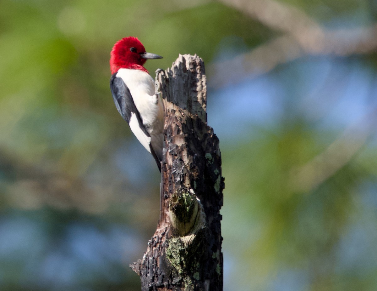 Red-headed Woodpecker - ML617892027