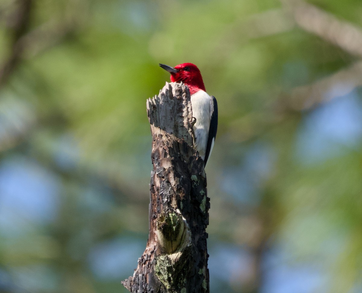 Red-headed Woodpecker - ML617892028