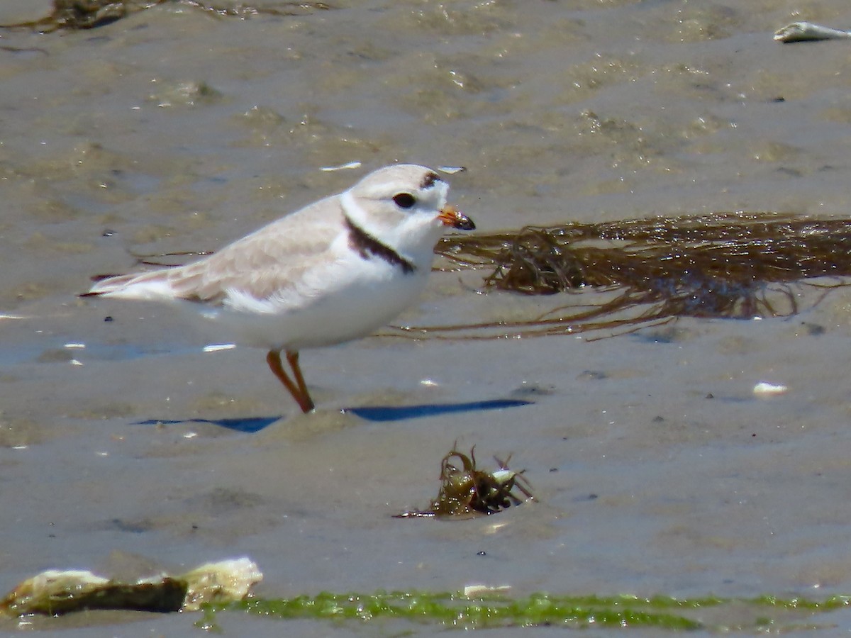 Piping Plover - ML617892029