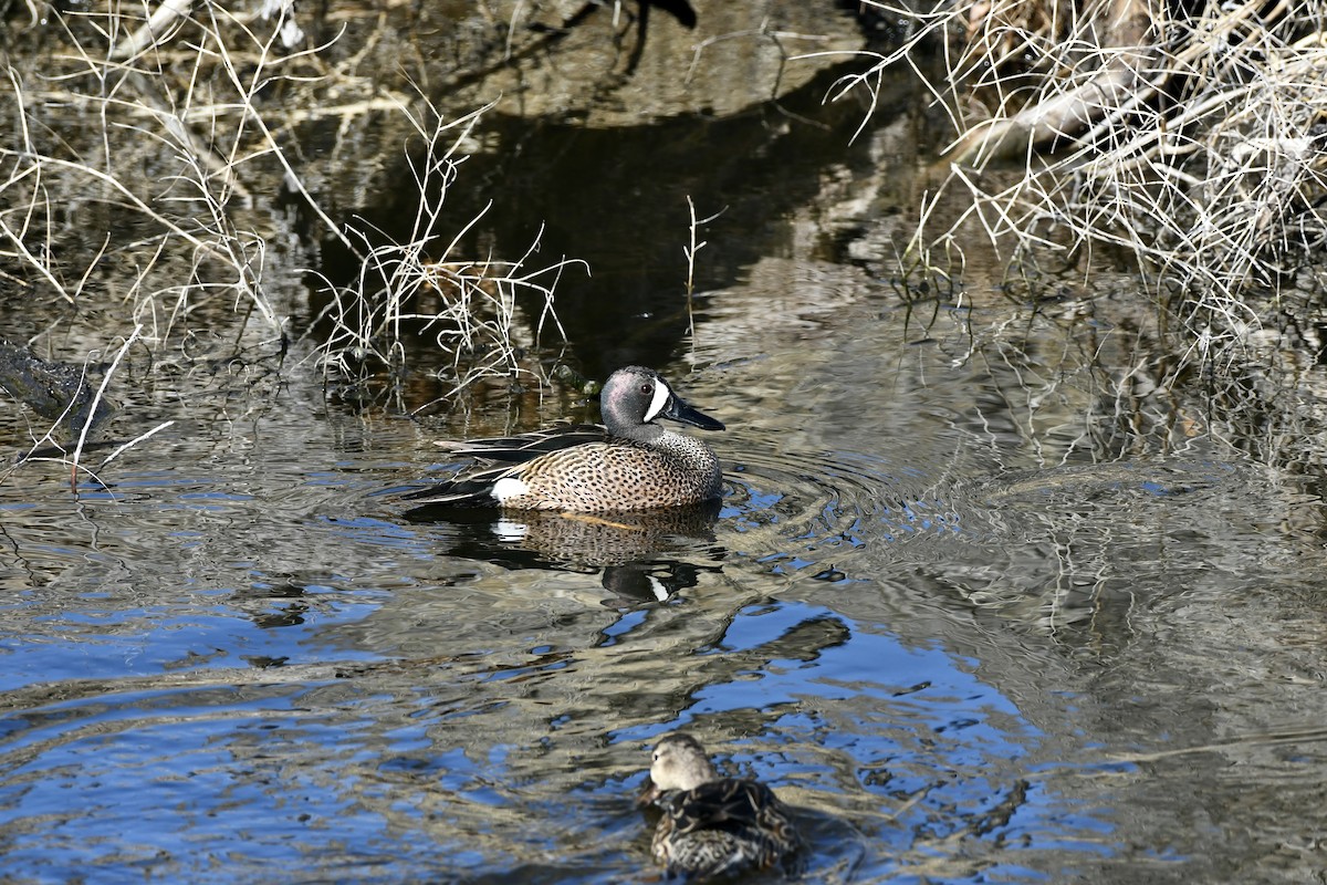 Blue-winged Teal - ML617892043