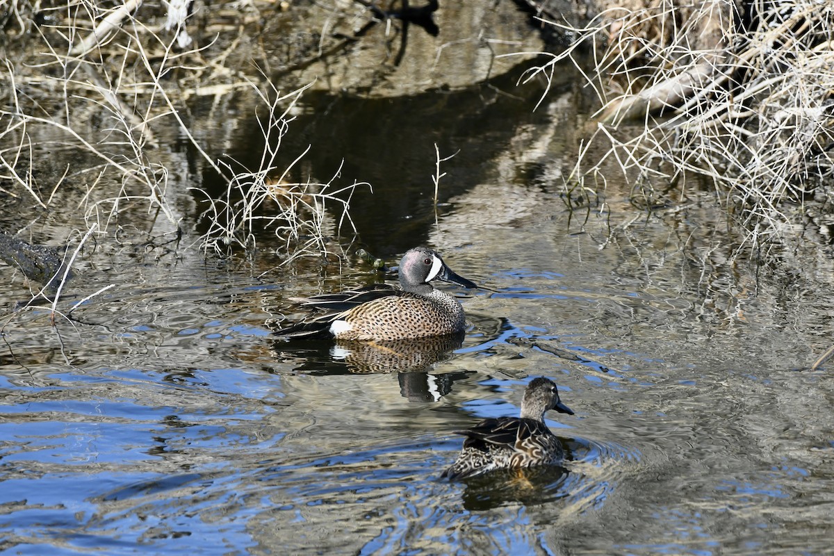 Blue-winged Teal - ML617892044