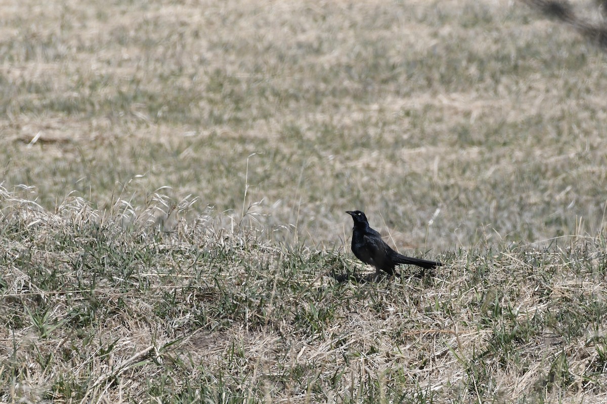 Great-tailed Grackle - ML617892062