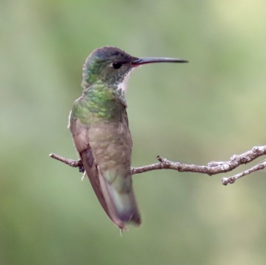 Azure-crowned Hummingbird - ML617892094