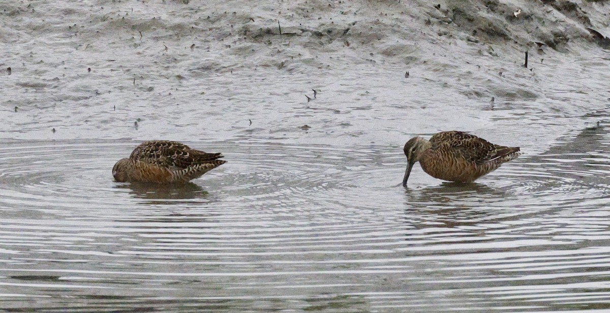 Long-billed Dowitcher - ML617892147