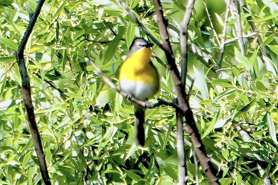 Yellow-breasted Chat - ML617892150