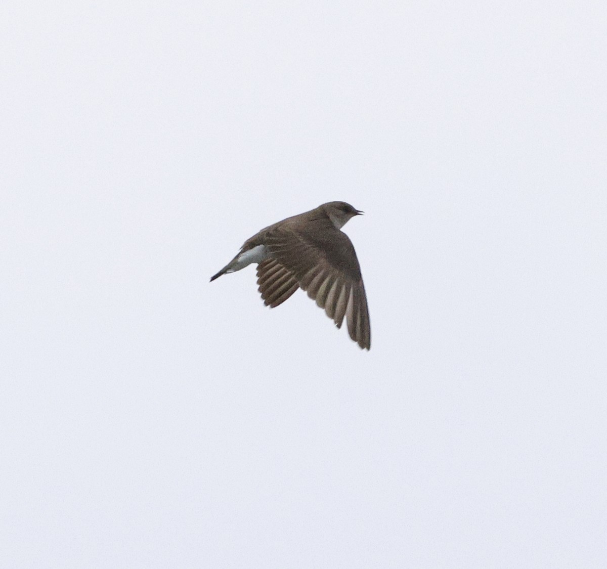 Northern Rough-winged Swallow - Adam Dudley