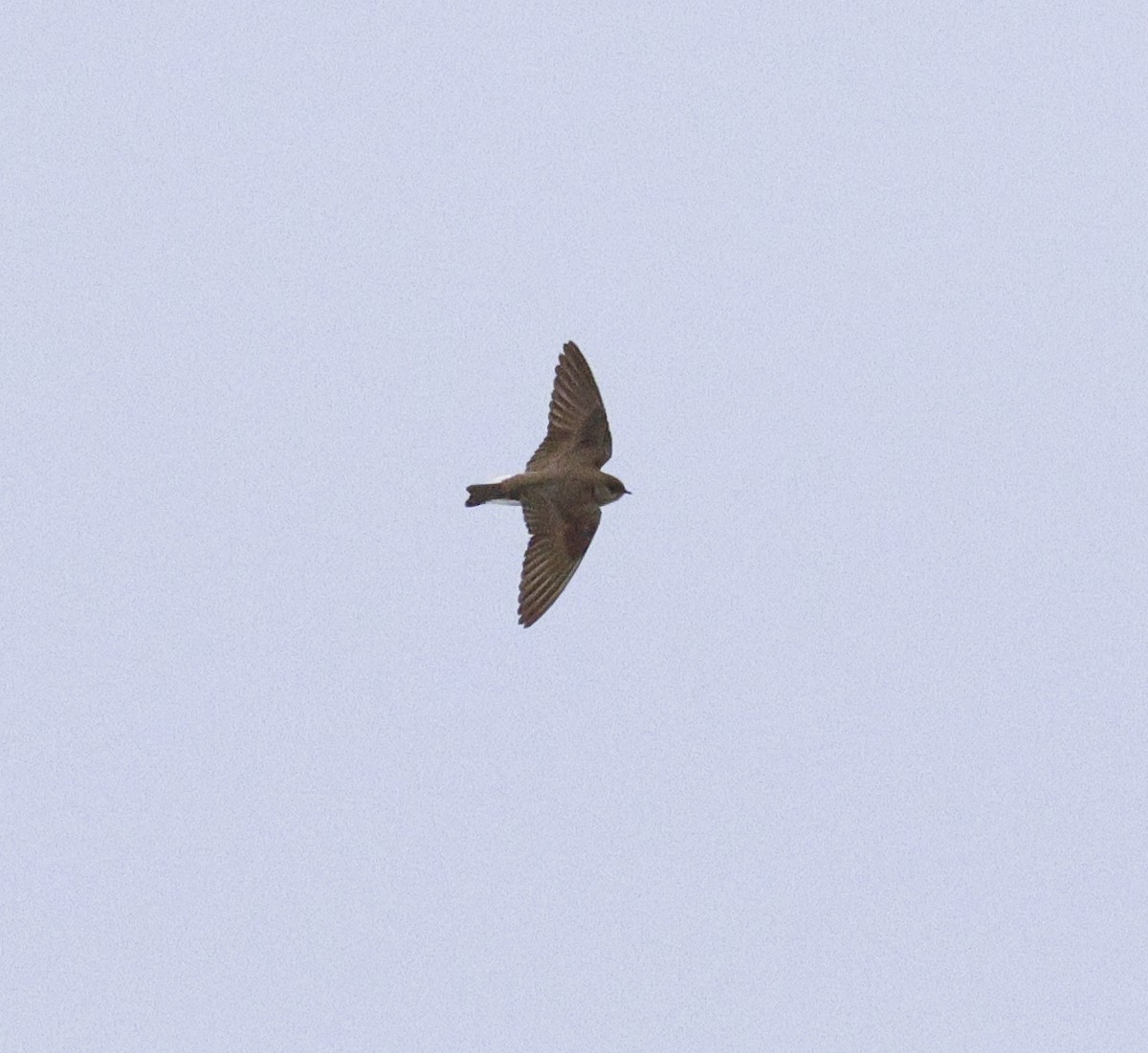 Northern Rough-winged Swallow - ML617892157